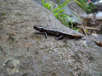 kogatabuchisannsyouuo