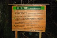 kosujikannbann2