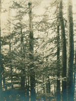 kosujirinnnais11