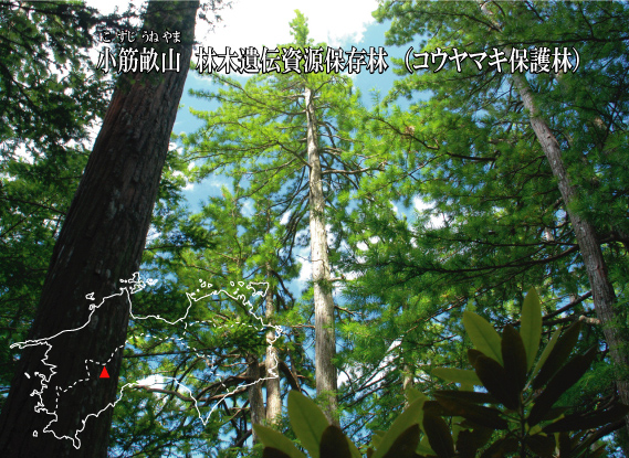 kosujiunehyousi