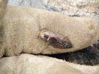 kurotamamusi