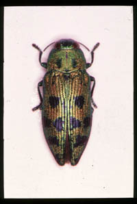 masudatamamusi
