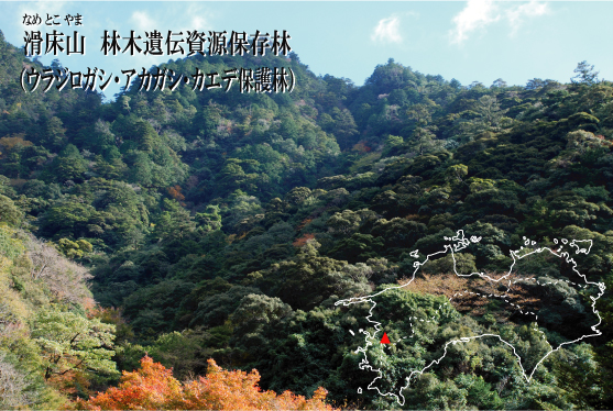 四国森林管理局/滑床山林木遺伝資源保存林