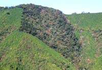 nisinokouennkei
