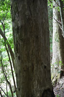 nisinokoukaya