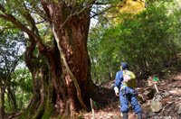 oosugi1