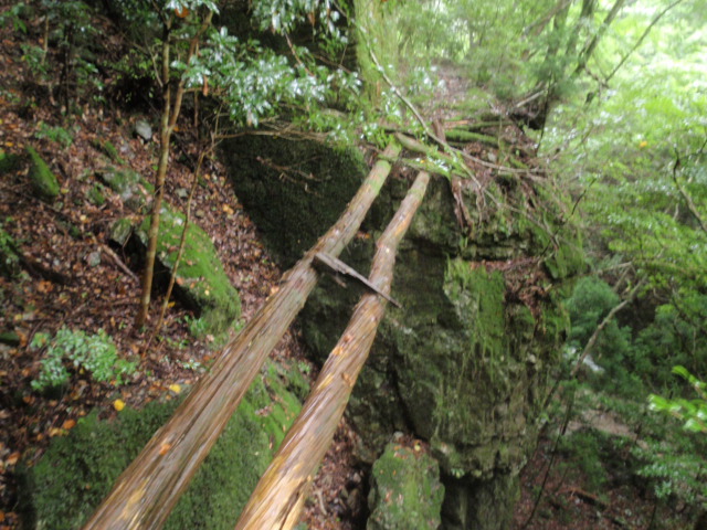 kosujikaryuuhasi