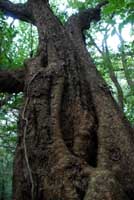 sadayamakyoboku