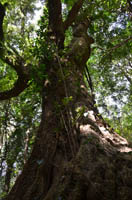 sadayamasii