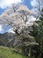 sakuraturugi