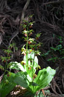 sarumennebine