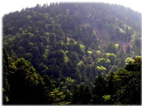 試験地遠景