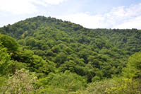 sinnryokuturugi