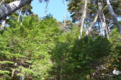 sirabekousinn