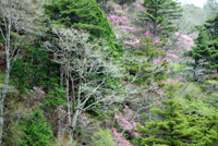 takanosuakebono