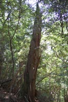 takatorikareki