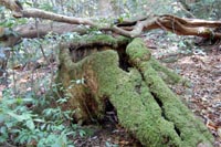 takatorikirikabu2