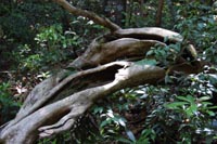 takatorikoboku1