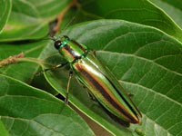 tamamusi