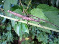 togenanafusi