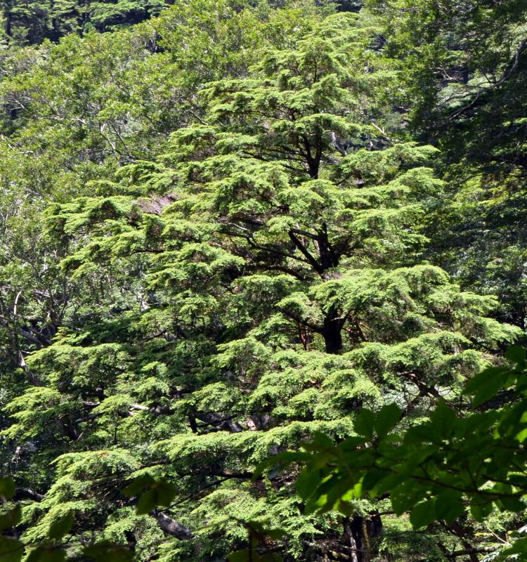 tugaki