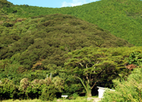 turubazennkei