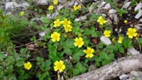 turukinnbai