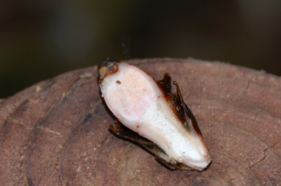 yakkodanmen