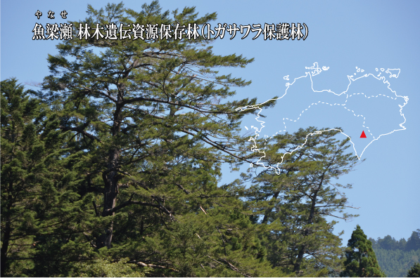 yanasehyousi