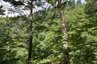 yokoare2