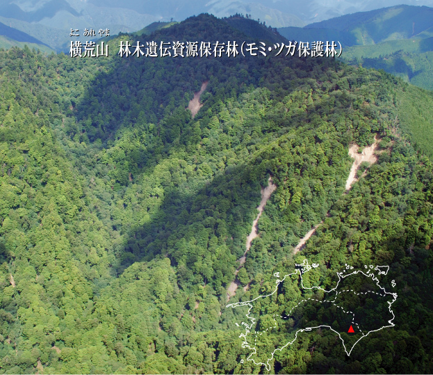 四国森林管理局/横荒山林木遺伝資源保存林