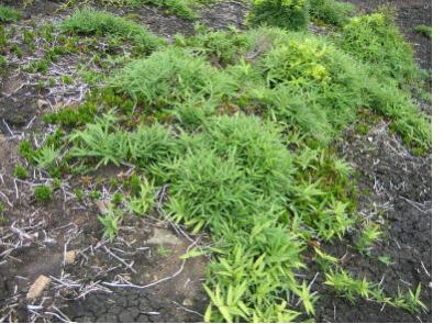 移植したササは順調に生育