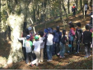 森川40ブナ林西土佐小学校