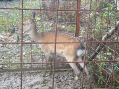 森川41ニホンジカの捕獲1