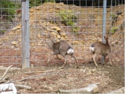 森川41ニホンジカの捕獲2