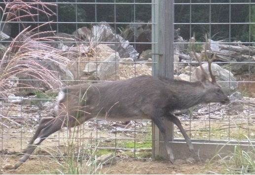 森川43織の中を駆け回るシカ