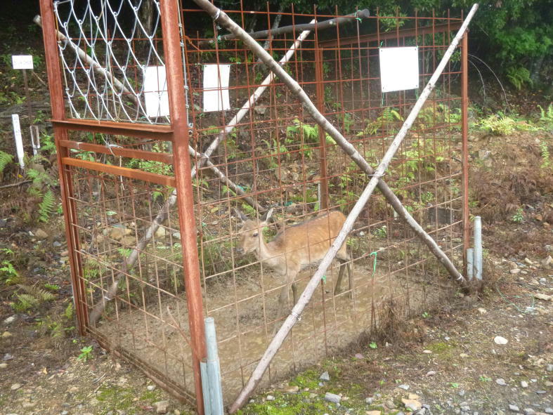 小型囲いワナで捕獲（目黒山国有林）