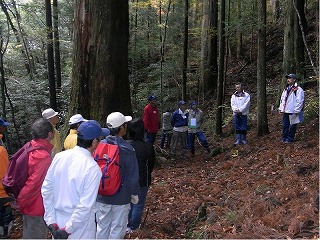 複層林についての話