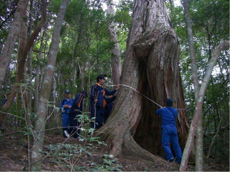 根上がり大将」と対面胸高周囲600cm体感中