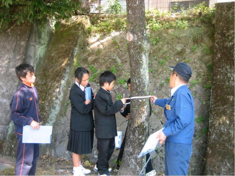 胸高直径計測中