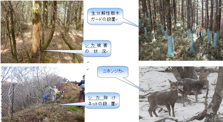 徳島署_シカ