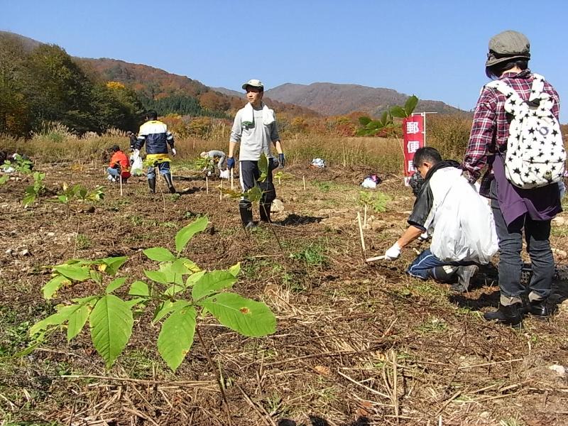 植樹　栃の木