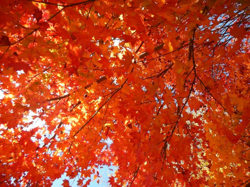紅葉