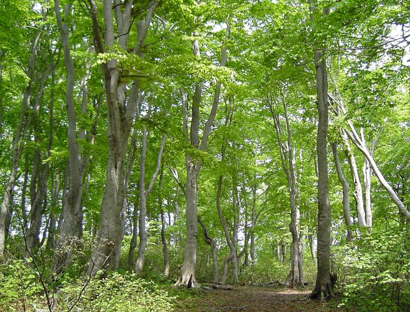 写真：鶯川ブナ林