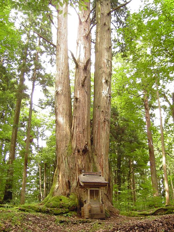 写真：法内の八本スギ