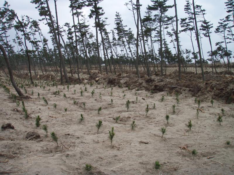 写真：クロマツ植栽