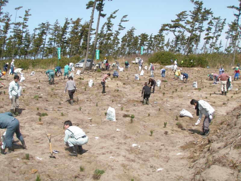 写真：ボランティア森林再生活動