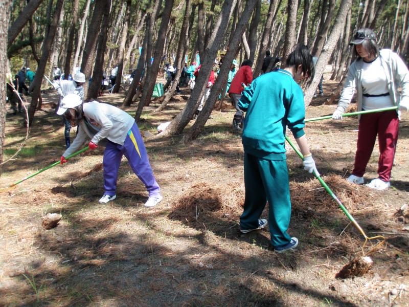 写真：松林健全化作業