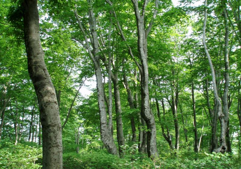 写真：鶯川ブナ保護林