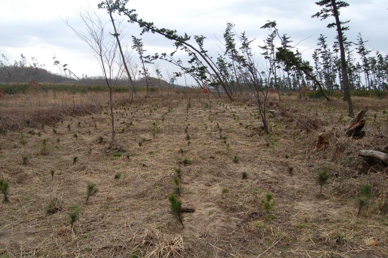 写真：クロマツ植栽-1